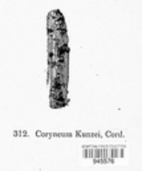 Coryneum kunzei image